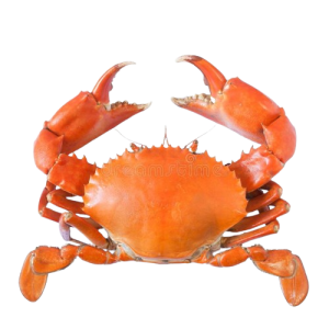 Crab_stock_image__Image_of_object__fish__white__animal_-_20559193-removebg-preview