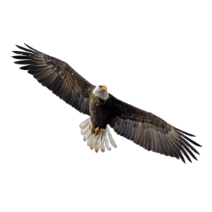 Flying eagle PNG image free download_prev_ui