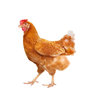 Lovely Hen Hd Transparent, Lovely Hen, Hen Clipart, Wuji PNG Image For Free Download_prev_ui