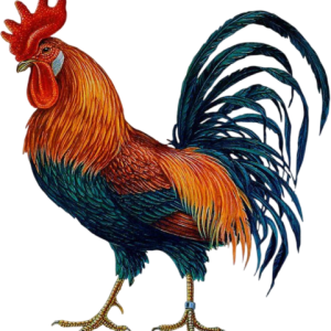 Rooster Chicken Symbol Chinese zodiac, Cock transparent background PNG clipart_prev_ui